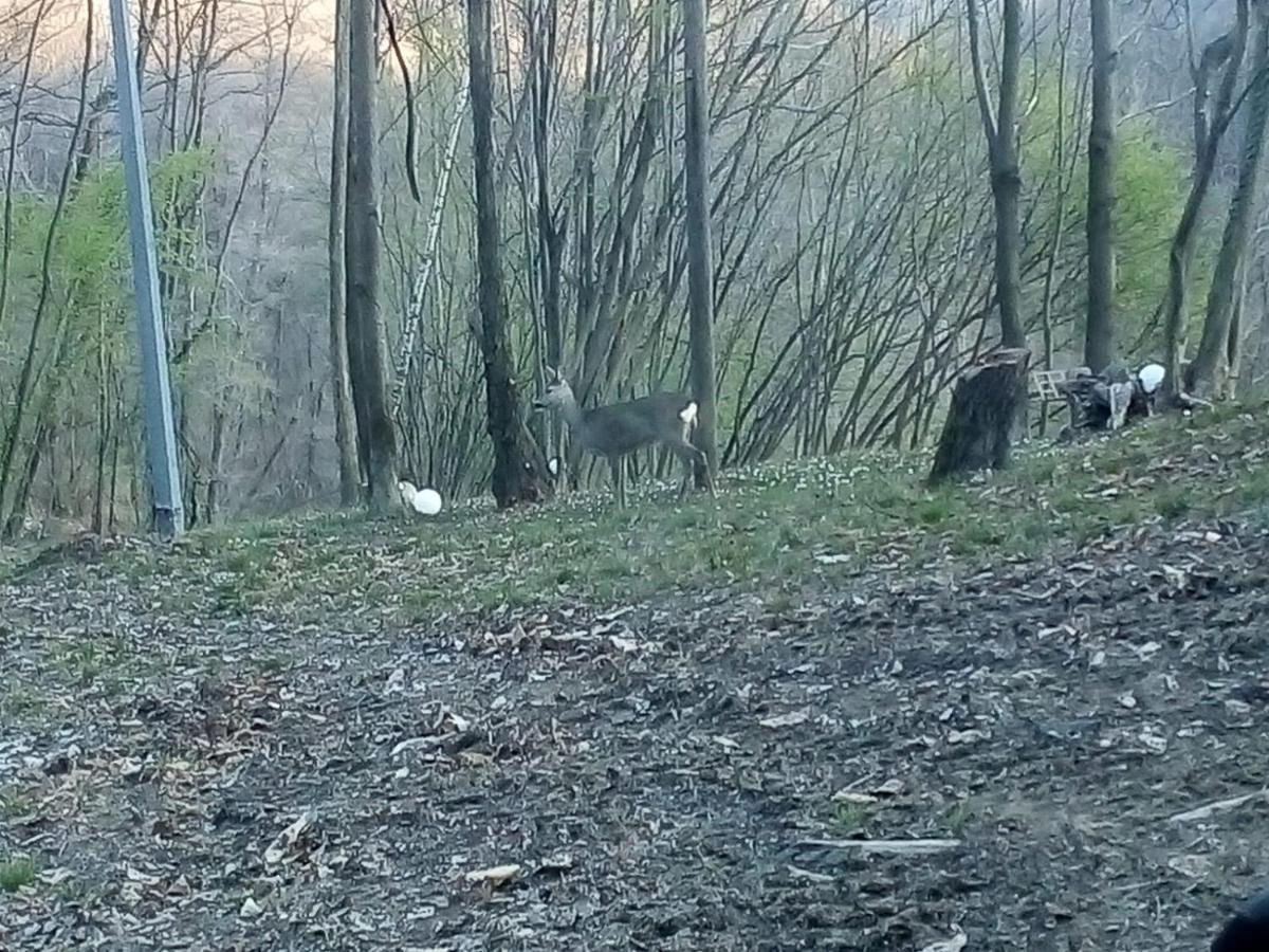 Appartamento La Casa Nel Bosco Rueglio Экстерьер фото